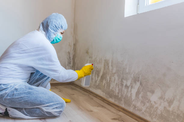 Licensed Basement Mold Remediation service in Cairnbrook, PA - WQB Mold Removal