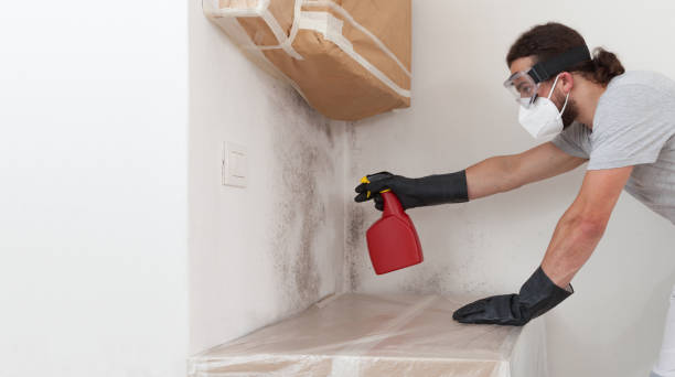 Professional Basement Mold Remediation technician working in Cairnbrook, PA