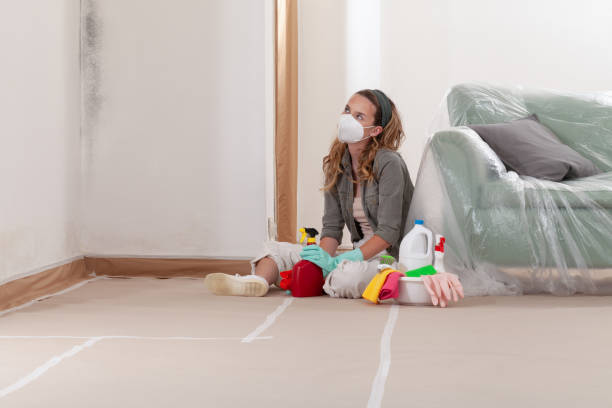 Reliable Basement Mold Remediation contractor in Cairnbrook, PA by WQB Mold Removal
