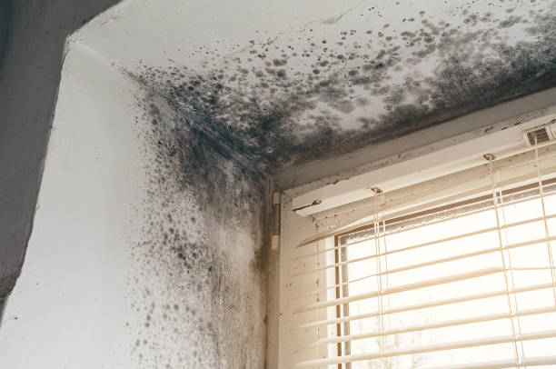 Affordable Basement Mold Remediation solutions in Cairnbrook, PA