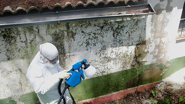 Top rated local Basement Mold Remediation specialists in Cairnbrook, PA
